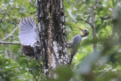 Mulleripicus pulverulentus