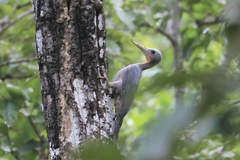 Mulleripicus pulverulentus