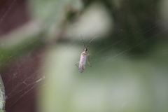 Engytatus modestus