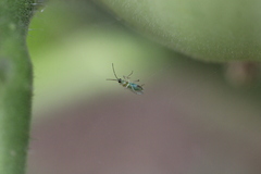 Engytatus modestus