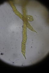 Oligonema affine
