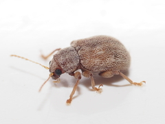Demotina modesta
