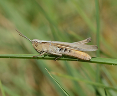 Chorthippus dichrous