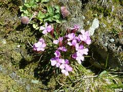 Dianthus glacialis