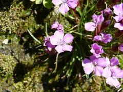 Dianthus glacialis