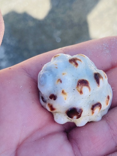 Mulberry Drupe — seen at this dive site