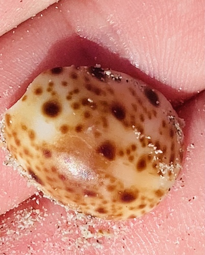 Lynx Cowry — seen at this dive site