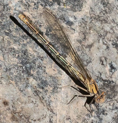 Argia emma