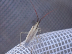 Stenodema trispinosum