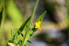 Idaea flaveolaria
