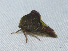 Telamona monticola
