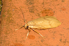 Teulisna montanebula