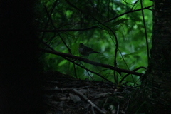 Parkesia noveboracensis