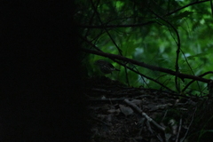 Parkesia noveboracensis