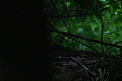 Parkesia noveboracensis