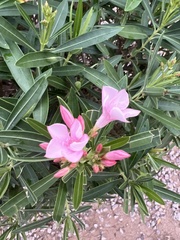 Nerium oleander