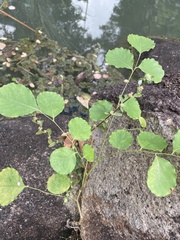 Dalbergia latifolia