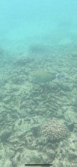 Acanthurus blochii