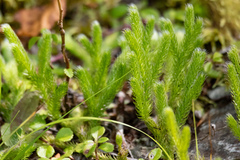 Lycopodium lagopus