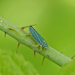 Graphocephala atropunctata