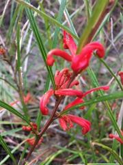 Grevillea dimorpha