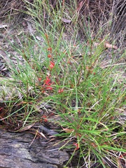 Grevillea dimorpha