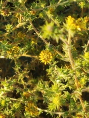 Centromadia parryi australis