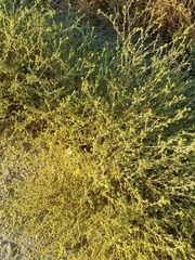 Centromadia parryi australis