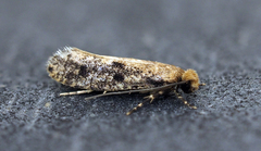 Niditinea fuscella