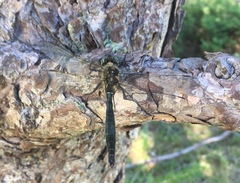 Somatochlora alpestris