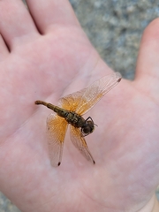 Sympetrum semicinctum