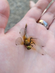 Sympetrum semicinctum