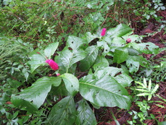 Phytolacca japonica