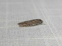 Phylomictis sarcinopa