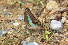 Graphium sarpedon nipponum