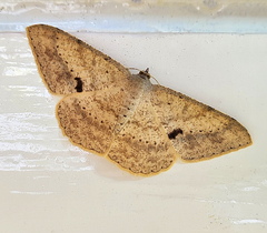 Luxiaria mitorrhaphes