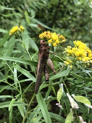 Entomophaga grylli
