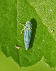 Graphocephala atropunctata