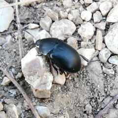 Ablattaria laevigata