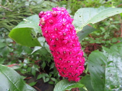 Phytolacca japonica
