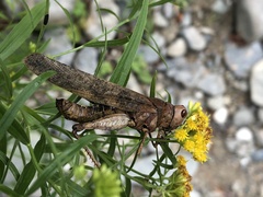 Entomophaga grylli