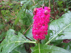 Phytolacca japonica