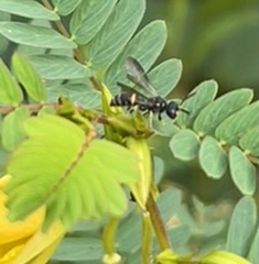 Cerceris