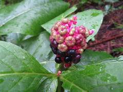 Phytolacca japonica