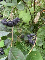 Aronia melanocarpa