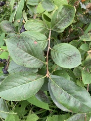 Aronia melanocarpa