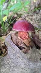 Exsudoporus frostii