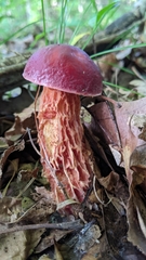 Exsudoporus frostii