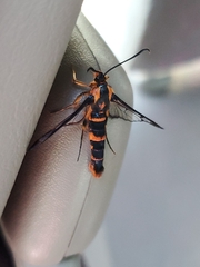 Synanthedon novaroensis