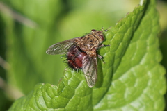 Jurinella